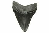 Serrated, Juvenile Megalodon Tooth - South Carolina #375962-1